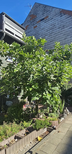 Feigenbaum 'Fiorone Giallo'