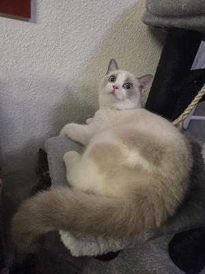 BKH Kitten