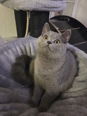 BKH Blue Kitten