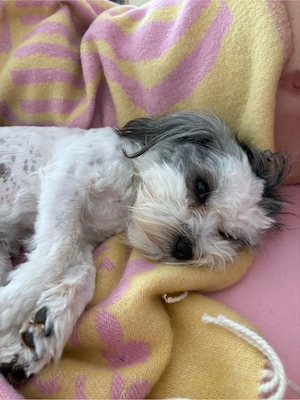 Spitz-Bolonka sucht ein schönes Zuhause Bild 4
