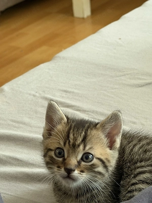 2 Monate alte Baby-Kitten suchen ein liebevolles neues Zuhause