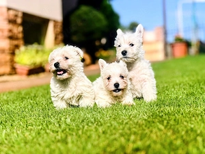 Westie-Welpen suchen liebevolles Zuhause , WEST HIGHLAND WHITE TERRIER WELPEN