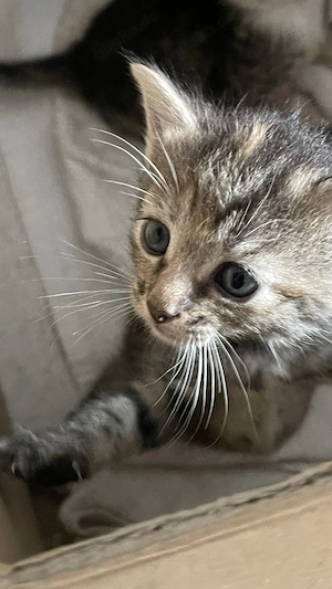 Tuxedo -kitten mit Charakter suchen  ein schönes Zuhause für ein Leben in Harmonie