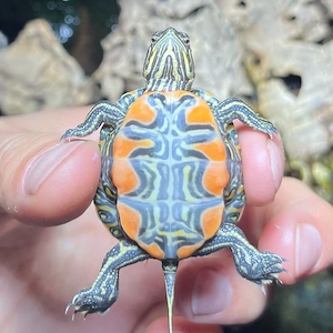 Westliche Zierschildkröte (Chrysemys picta bellii) NZ 2026