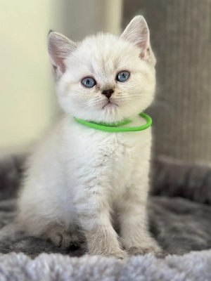 BKH Kitten *Nur noch 1 Kater*
