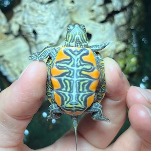Westliche Zierschildkröte (Chrysemys picta bellii) NZ 2026
