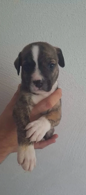 5 kleine Herzensbrecher suchen ihr Für-immer-Zuhause ?? | American Bulldog   Airedale Terrier Mix