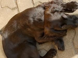 Kleines, sehr niedliches liebes Hundemädchen sucht neues Zuhause