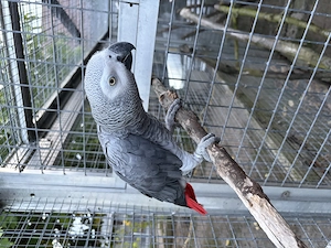Graupapagei Hahn zu verkaufen 