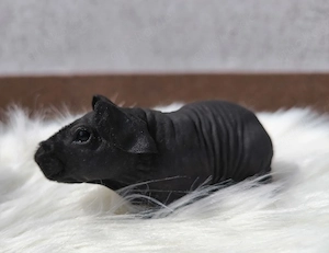 Skinny Pig Meerschweinchen