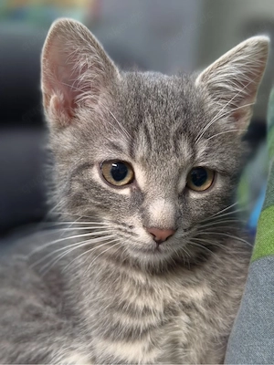 Kitten abgabebereit ab dem 04.09.26