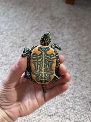 Westliche Zierschildkröte   Indianer-Zierschildkröte (Chrysemys picta bellii) NZ 2025
