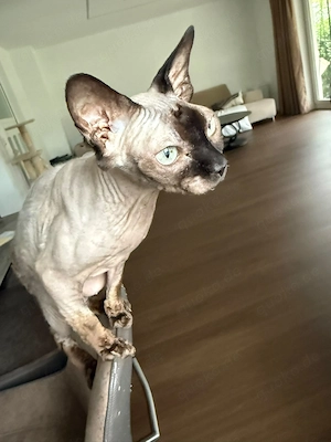  Liebe Sphynx-Katze sucht liebevolles Zuhause