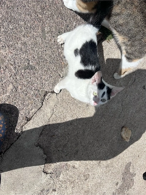 Babykatzen