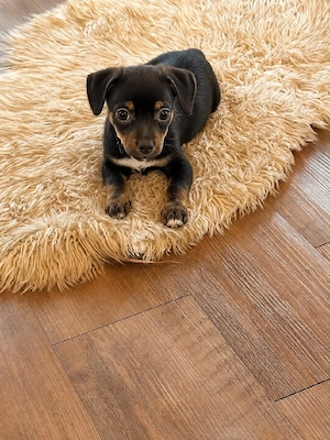 Chihuahua Mix Welpen 