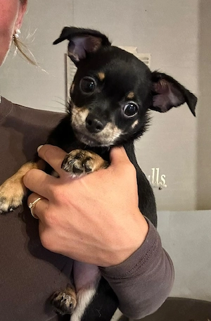 Chihuahua Mix Welpen 