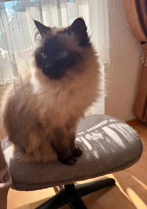 Ruhige Siam-Mix-Katze sucht liebevolles Zuhause