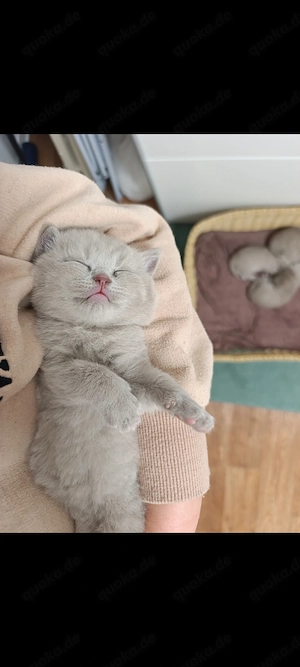 BKH Katzen Babys  Bild 2