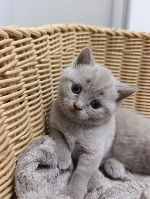 BKH Katzen Babys  Bild 7