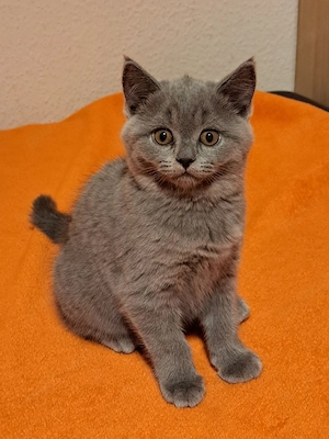 Wunderschöne Blue BKH Kater suht Zuhause, abholbereit 