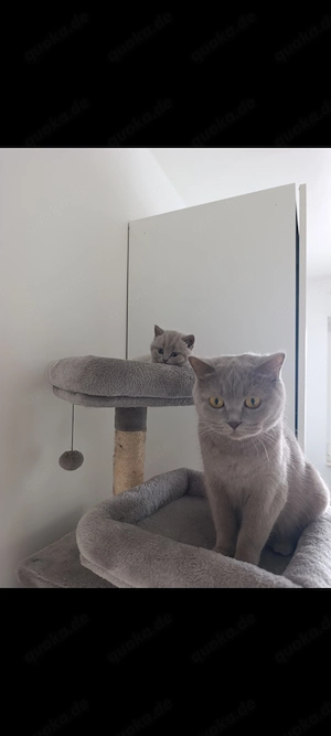 BKH Katzen Babys  Bild 4