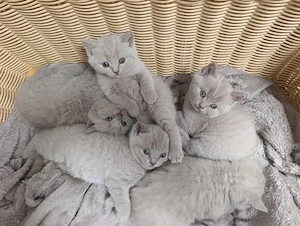 BKH Katzen Babys  Bild 6