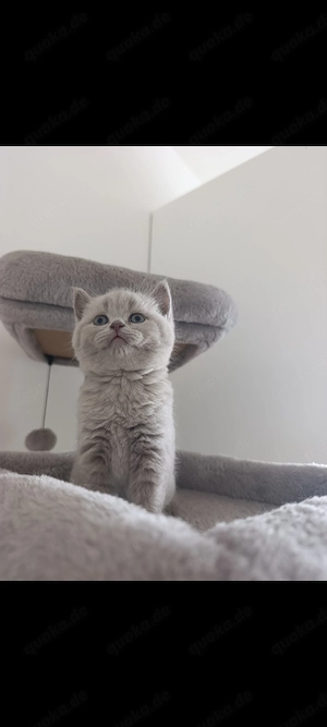 BKH Katzen Babys  Bild 8