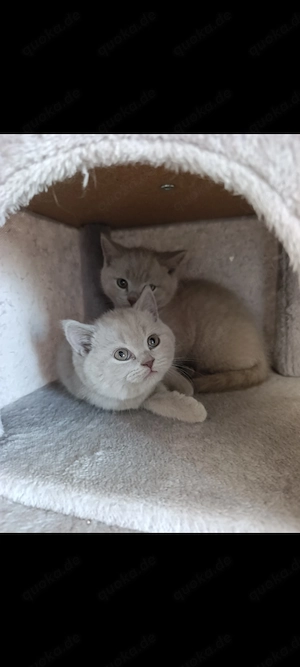 BKH Katzen Babys  Bild 5