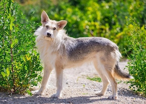 Freundliche Belka sucht liebevolle Familie Bild 2
