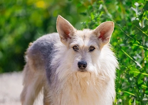 Freundliche Belka sucht liebevolle Familie Bild 3