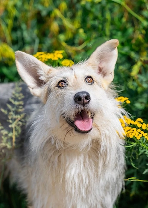 Freundliche Belka sucht liebevolle Familie