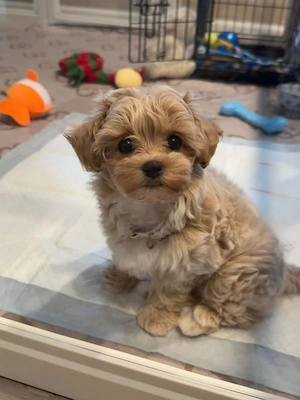 Wunderschöne Maltipoo-Welpen der F1-Generation suchen ein neues Zuhause.
