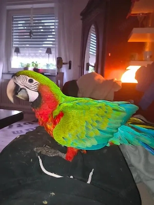 Nachzucht Harlekin Ara abzugeben