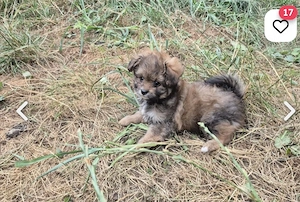 Pomeranian Pudel mix welpe