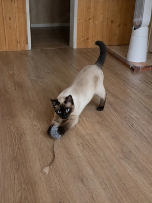 bkh mix kater 10 monate