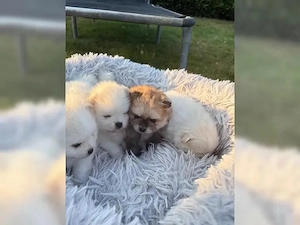 Pomeranian Zwergspitz Welpen