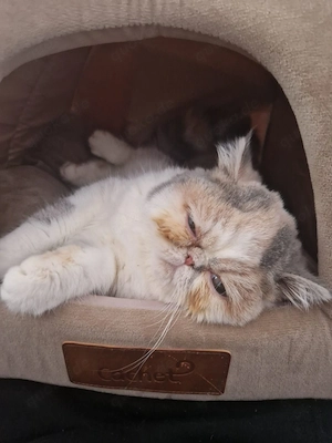 Lamo ist eine wunderschöne Exotic Shorthair