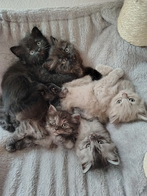 Britisch Langhaar Ragdoll Kitten BKH BLH
