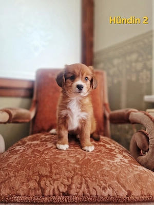 Nova Scotia Duck Tolling Retriever Welpen