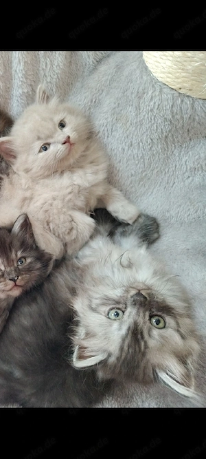 BLH Ragdoll Kätzchen Katze Kitten