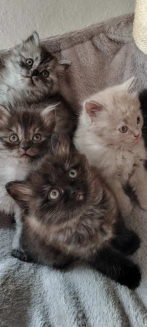 BLH Ragdoll Kitten Kater Britisch Langhaar Britisch Kurzhaar BKH