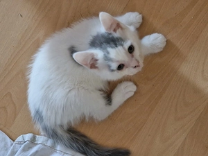 Katzenbabys Kitten 