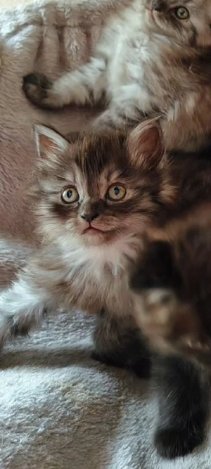 BLH Ragdoll Katze Kitten Britisch Langhaar Britisch Kurzhaar BKH