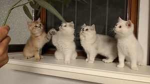 BKH und BLH gemixte Kitten