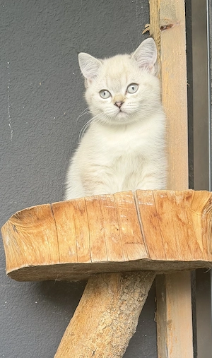 Bkh kitten reinrassig abgabebereit Withe Shaled 