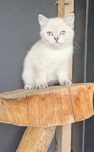 Bkh kitten reinrassig abgabebereit Withe Shaled 