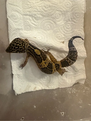 Leopardgecko ENZ