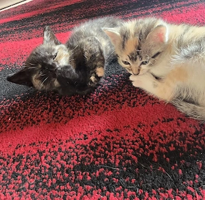 Noch 4 Babys suchen ein Zuhause