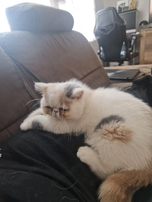 Eine wunderschöne Exotic-Shorthair-Katze