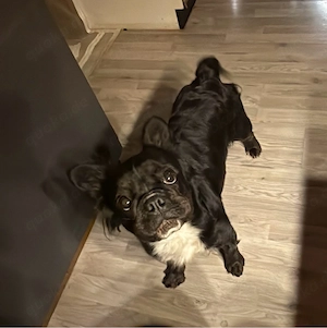 französische bulldogge 